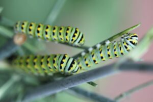 San Diego Caterpillars